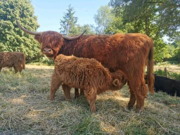 Mini Highland Cattle,Dexter,Schottisches