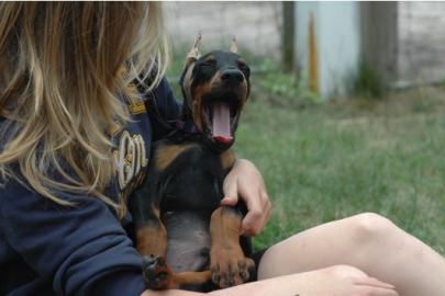 Reinrassige Dobermann Welpen