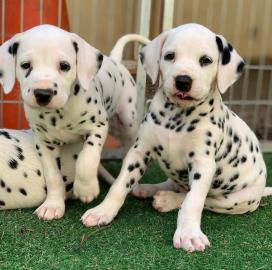 Cute Dalmatian puppies for sale