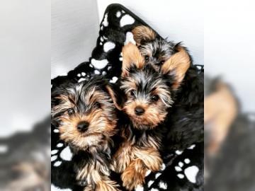 Yorkshire Terrier Welpen