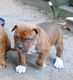 Top XXL American Bully Hndinnen und Rd