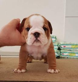 Englische Bulldogge Welpen mit papieren