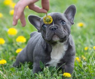 Franz?sische Bulldoggen aus guten Linien