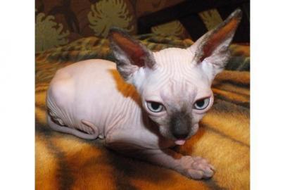 Canadian Sphynx Babys