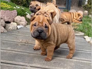 Shar Pei Weplen mit FCI Stammbaum