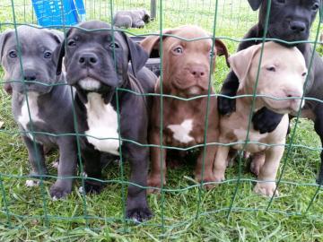 Weihnachten American Blue-Line Pit Bull