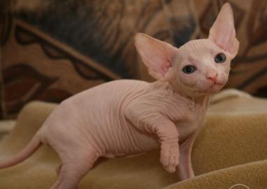 Sphynx Katzen mit Stammbaum