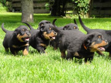 Gut sozialisierte Rottweiler Welpen , El