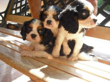 S??e Cavalier-King-Charles Spaniel Welpe