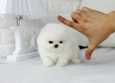 Mini Pomeranian Zwergspitz Boo Welpen  Z