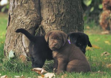 Liebevolle Erh?ltlich Labrador Retrieve