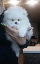 MINI Pomeranian SpitzBoo Welpe