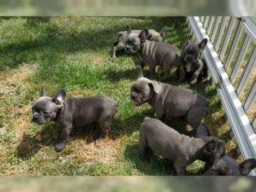 Franz?sische Bulldoggen  Welpen zu verka