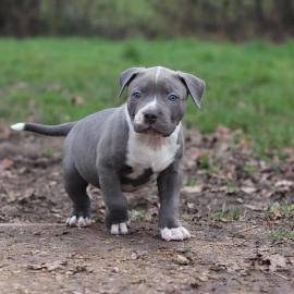 Liebevolles American Blue-Line Pit Bull