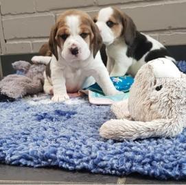 Beagle Welpen zu verkaufen