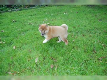 Shiba Inu Welpen