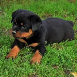 Wunderschne Rottweiler Welpen. Whatsapp