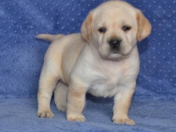 Labrador Welpen mit Papieren