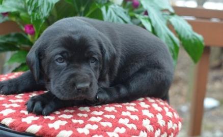 Labrador Welpen mit Papieren