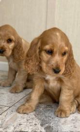 Wundersch?ne Cocker Spaniel Welpen sind