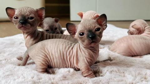 Se Sphynxkatze-WHATSAPP: +436812092622