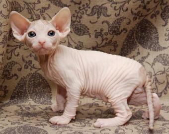 Canadian Sphynx Babys