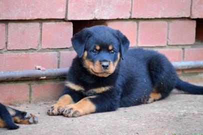 Top Rottweilerwelpen