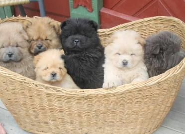 Erh?ltlich Chow Chow Welpen 4 Jungs und