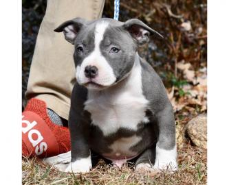 American Pitbull Terrier welpen