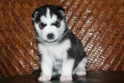 Schne Siberian Husky-Welpen Rassen