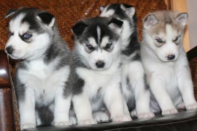 Schne Siberian Husky-Welpen Rassen