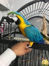 Graupapageien babys und macaw papageien