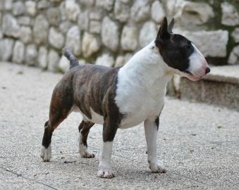 Miniatur Bullterrier Rden / Hndinnen