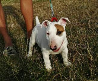 Miniatur Bullterrier Rden / Hndinnen