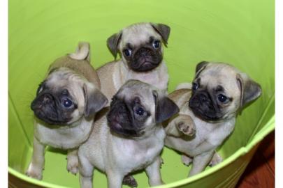 MOPS WELPEN in beige und schwarz-FREIATM