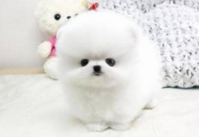 Pomeranian Zwergspitz Welpe