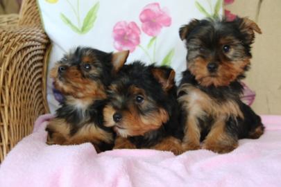 YORKSHIRE TERRIER WELPEN MIT PAPIEREN