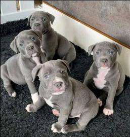 American Blue-Line Pit Bull Terrier Welp