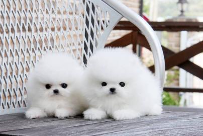 Reinrassige Pomeranian Welpen mit Stammb