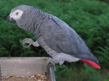 Kongo-Afrikaner Grey Parrots f?r Vogelli