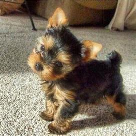 Entz?ckende Teacup Yorkie Welpen zu verk