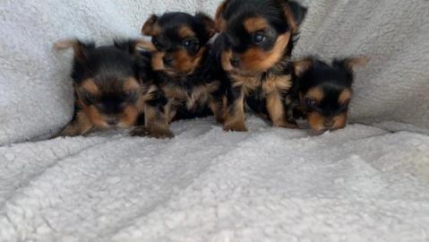 Entz?ckende Teacup Yorkie Welpen zu verk