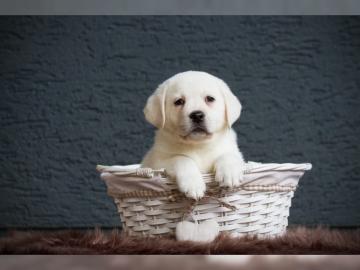 Superkleine Erh?ltlich Labrador Welpen