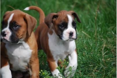 ausgefallen schne Boxer-Welpen