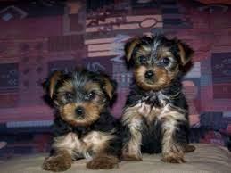 Yorkshire Terrier Welpe in liebevolle H?