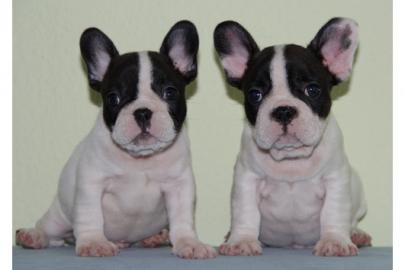 Frantsische Bulldogge welpen!!