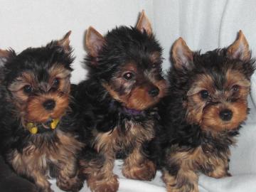 Yorkshire Terrier wepen black and tan