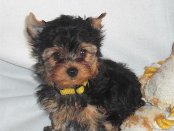 Yorkshire Terrier wepen black and tan