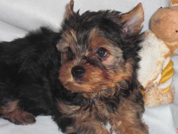 Yorkshire Terrier wepen black and tan