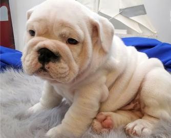 Wundersch?ne Englische Bulldogge Welpen